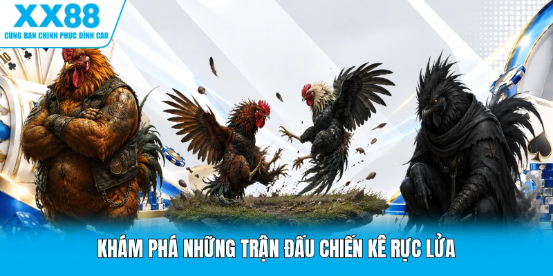 Khám phá những trận đấu chiến kê rực lửa